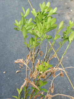 boxwood blight