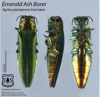 Emerald ash borer