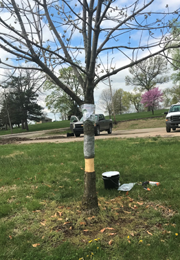 Tree borer rescue