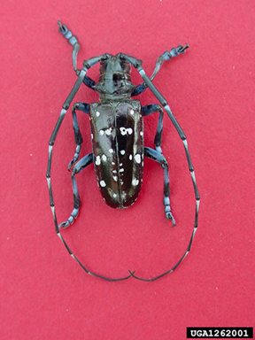 Asian longhorned beetle