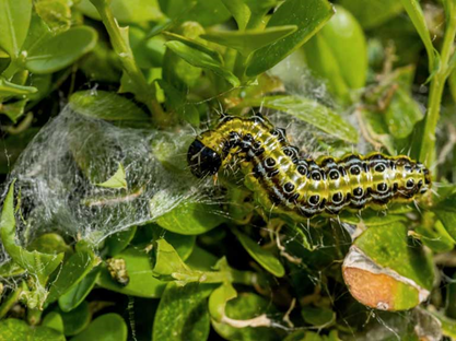 Box tree moth caterpillar