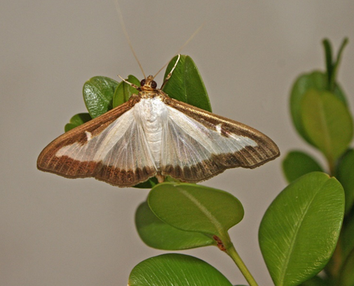 Box tree moth