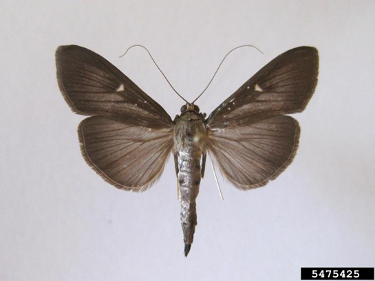 Box tree moth