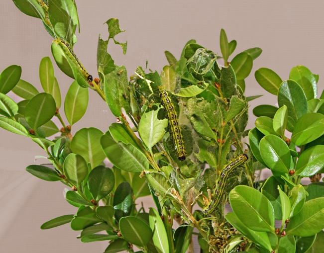 Box tree moth caterpillars