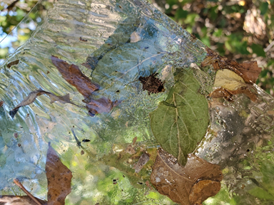 Brown marmorated stink bug