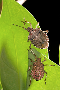 Brown marmorated stink bug