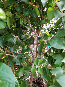 Crapemyrtle bark scale