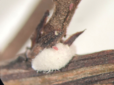 Crapemyrtle bark scale larva