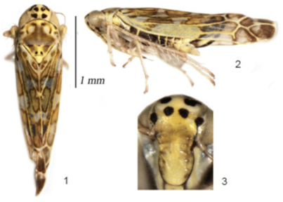 Ligurian leafhopper