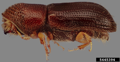 Walnut twig beetle