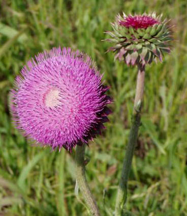 Musk thistle flower