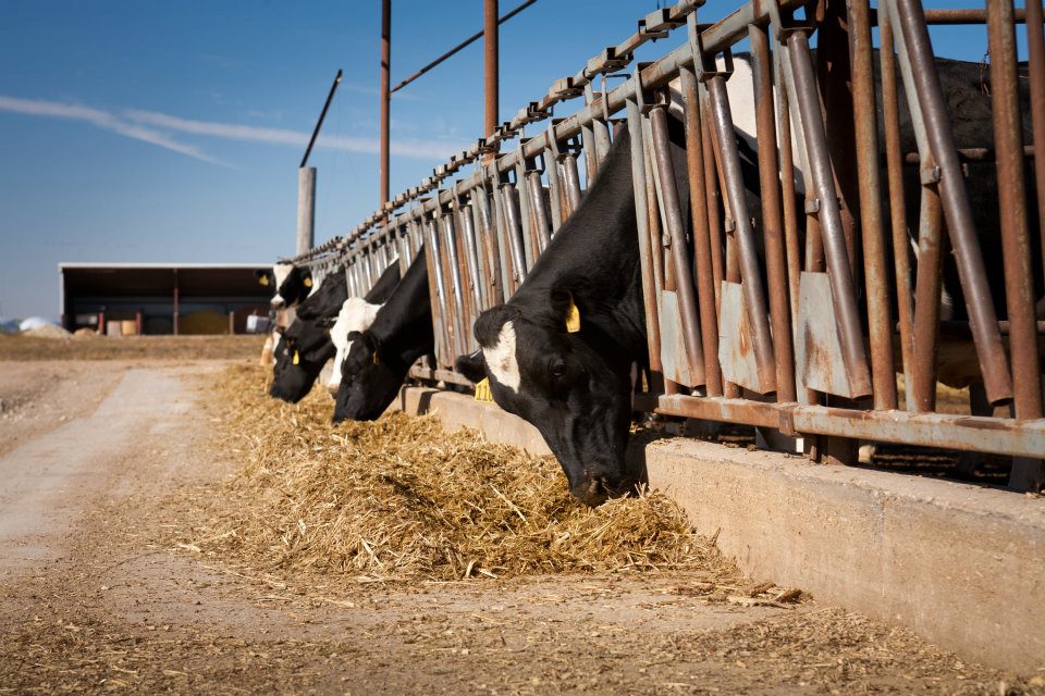 cow at feedbunk2