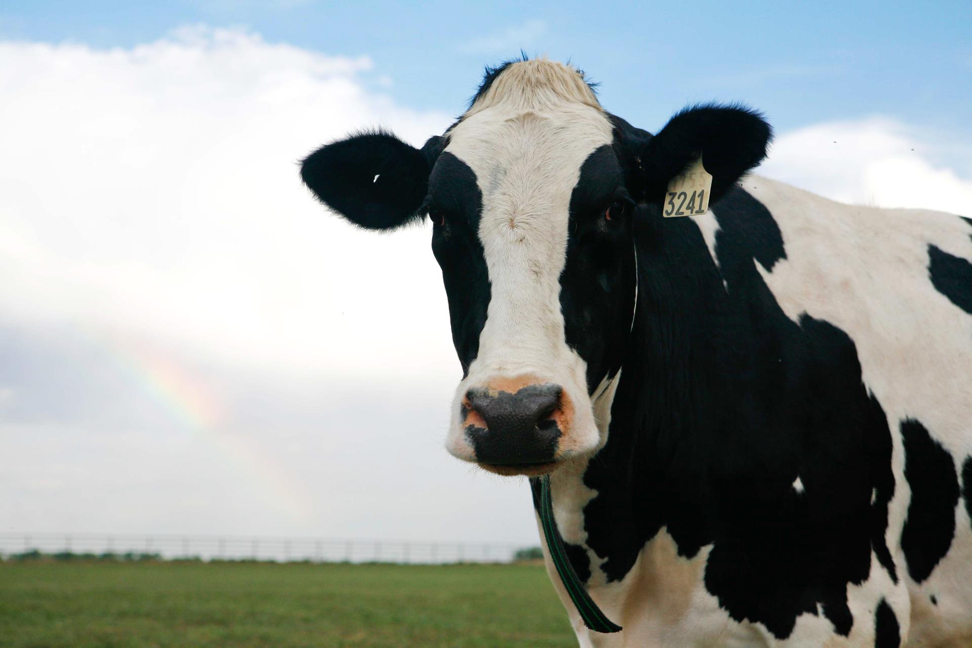 cow in field