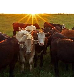 Elk County Cows