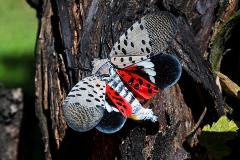 spotted lanternfly wings open